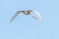 Mute Swan in flight blue sky Cygnus olor Royalty Free Stock Photo