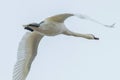 Mute Swan in flight blue sky Cygnus olor Royalty Free Stock Photo