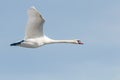 Mute Swan in flight blue sky Cygnus olor Royalty Free Stock Photo