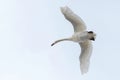 Mute Swan in flight blue sky Cygnus olor Royalty Free Stock Photo