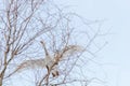 Mute Swan in flight blue sky Cygnus olor Royalty Free Stock Photo