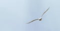 Mute Swan in flight blue sky Cygnus olor Royalty Free Stock Photo