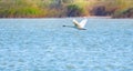 A mute swan in flight just after taking off from a lake Royalty Free Stock Photo