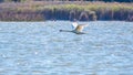 A mute swan in flight just after taking off from a lake Royalty Free Stock Photo