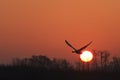 Mute swan flying at sunrise over spring lake Royalty Free Stock Photo