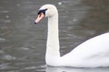 A mute swan on a winter lake.n Royalty Free Stock Photo