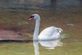 Mute Swan Gliding Through the Water: Majestic Birds in Aquatic Splendor Royalty Free Stock Photo