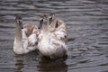 Mute swan grown-up cygnets Royalty Free Stock Photo