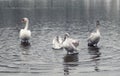 Mute swan and grown-up cygnets Royalty Free Stock Photo