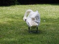 Mute swan preening on the riverbank Royalty Free Stock Photo