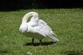 Mute swan preening on the riverbank Royalty Free Stock Photo