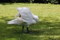 Mute swan preening on the riverbank Royalty Free Stock Photo