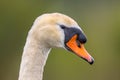Mute swan head close up Royalty Free Stock Photo