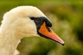 Mute Swan Head