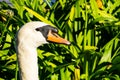 Mute swan head detail, California Royalty Free Stock Photo