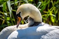 A Mute Swan and her Cygnet