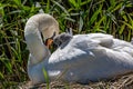 A mute swan on her nest with her cygnets nestled in her feathers