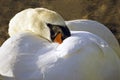 Mute swan hiding in its own plumage Royalty Free Stock Photo