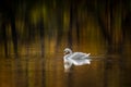 Mute Swan III Royalty Free Stock Photo