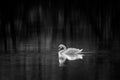 Mute Swan III