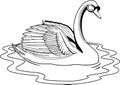 Mute Swan Illustration