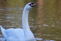 A mute swan ilooking up at the camera Royalty Free Stock Photo