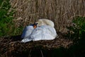 Mute Swan Female (Pen) Incubating During Spring Royalty Free Stock Photo