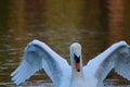 A mute swan iwith outstretched wings Royalty Free Stock Photo