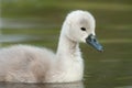 Mute swan