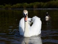Mute swan in a lake Royalty Free Stock Photo