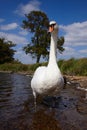 Mute swan in a lake Royalty Free Stock Photo