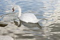 Mute Swan on Lake Royalty Free Stock Photo