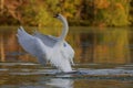 Mute Swan on a Lake in Fall Royalty Free Stock Photo