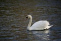 Mute swan on a lake Royalty Free Stock Photo
