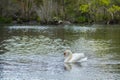 Mute Swan Lake, Male Busking