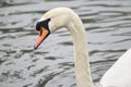 A mute swan on a lake in winter. Royalty Free Stock Photo