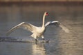 Mute swan landing