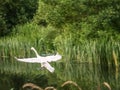 Mute Swan Landing