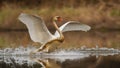 Mute swan landing on splashing water in spring nature Royalty Free Stock Photo