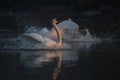 Mute swan is landing in water Royalty Free Stock Photo