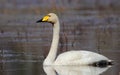 Mute swan, Latvia Royalty Free Stock Photo