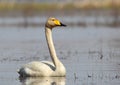 Mute swan, Latvia Royalty Free Stock Photo
