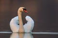 Mute swan floating on a calm water surface at dusk Royalty Free Stock Photo