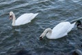 A flock of mute swan and mallard bird is roaming in the danube river. vienna, austria - 04 april 2023