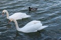 A flock of mute swan and mallard bird is roaming in the danube river. vienna, austria - 04 april 2023