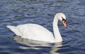 Mute swan