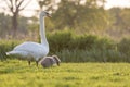 Mute Swan mum and cygnet Royalty Free Stock Photo