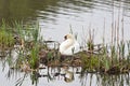 Mute Swan nest Royalty Free Stock Photo