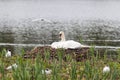 Mute Swan nest Royalty Free Stock Photo