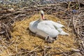 Swan in the nest in a spring day